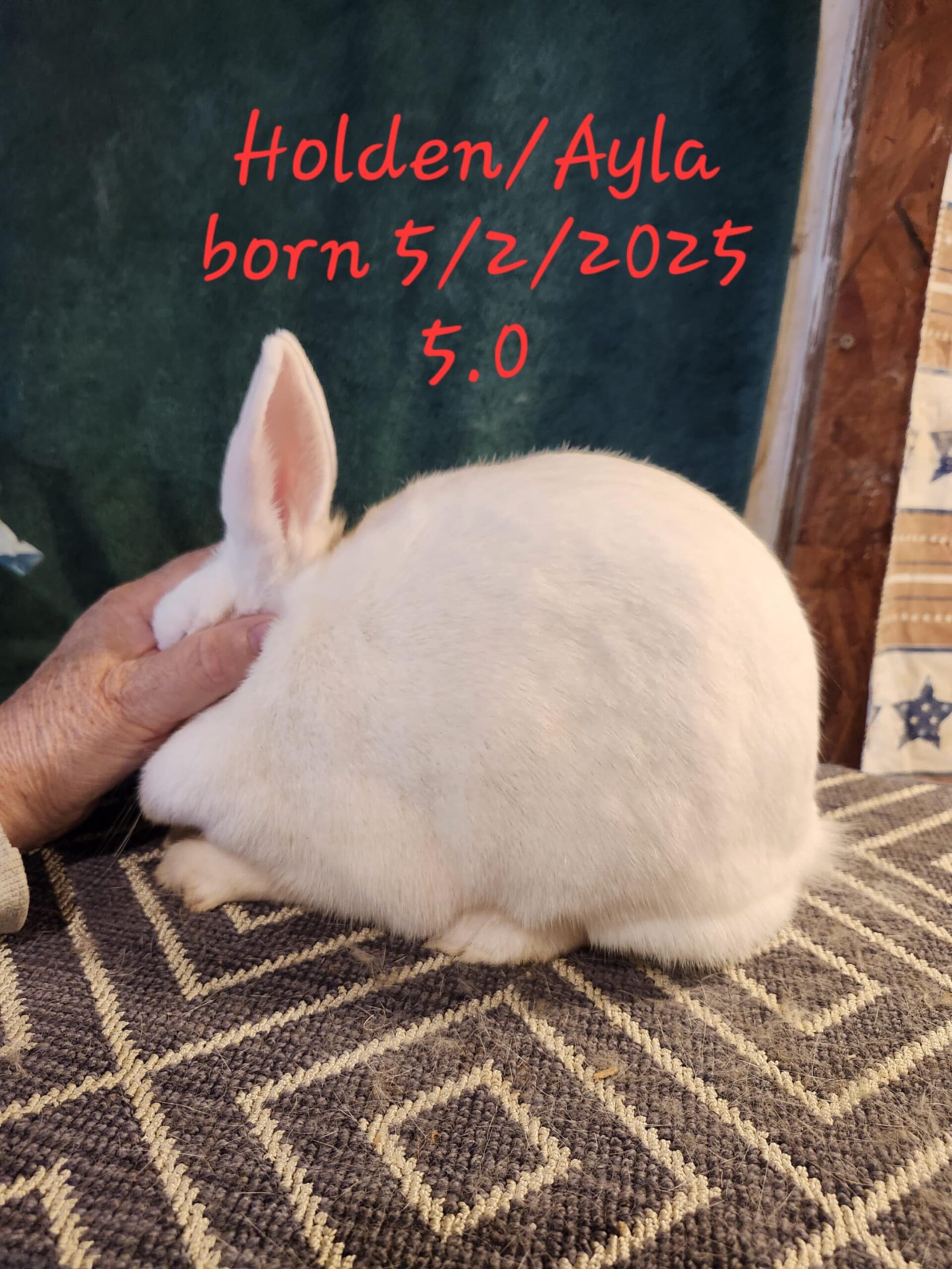 Walnut Ridge Rabbit Sale Page - Silver Ridge Rabbitry & Farms | Florida White and New ...